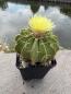 Preview: Parodia sellowii